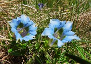 68 Gentiana acaulis (Genziana di  Koch) rara variante azzurra